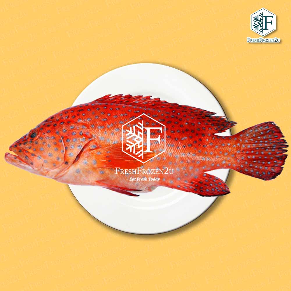 Wild Caught Coral Trout Steak (700g) 七星斑切片
